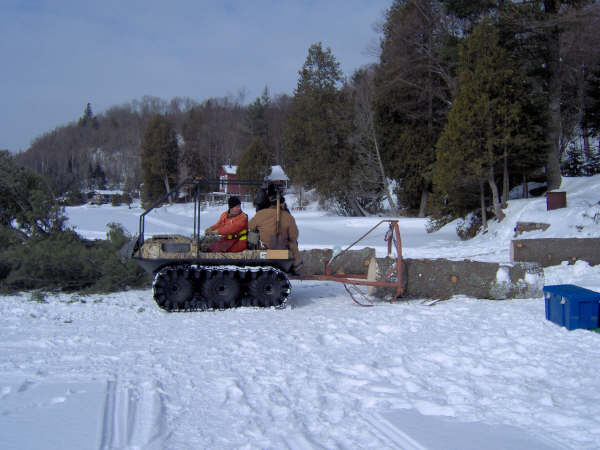 skidding pine logs